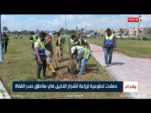 شاهد بالفيديو.. حملات تطوعية لزراعة أشجار النخيل في مناطق صدر القناة | تقرير حسام التميمي