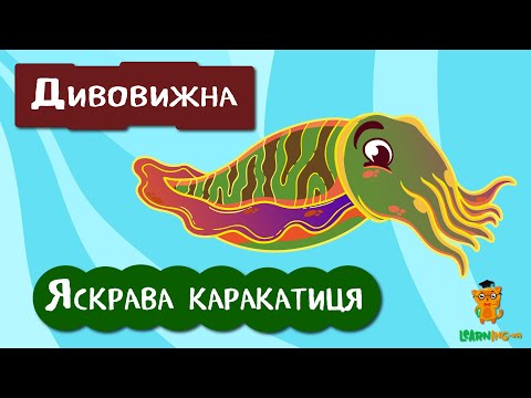 🍀 Дива природи. Явища навколо нас. Яскрава каракатиця Ascarosepion pfefferi 🌏