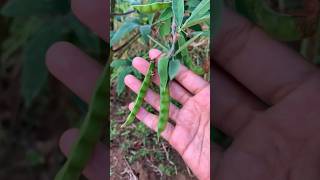 Download lagu Pigeon pea, an increasingly rare plant mp3 Download lagu Pigeon pea, an increasingly rare plant mp3