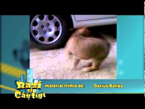 Invartita de la "cainenii mici"