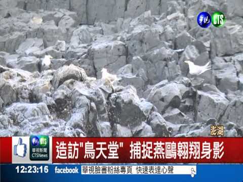 造訪"鳥天堂" 上千燕鷗覓食壯觀