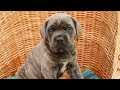 Cane Corso dogs for sale: Diesel (Champion Bloodlines) - Video 1