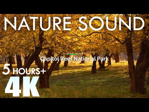 EARTH SOUND Capitol Reef National Park Nature Sounds Autumn Foliage Birds Singing 5 Hours Relaxation