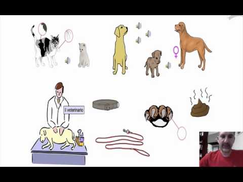 Lezione 19 - Vocabolario animali domestici e selvaggi