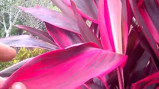 Download lagu Pesona Bunga Hanjuang dan Kingkilaban di pemakaman. mp3