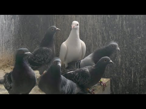 (Keine) Tauben in Weimar: Beste Taubenschlag-Betreuung 🕊️