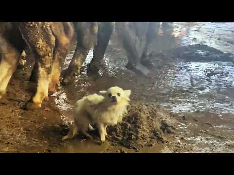 Dog rescued from a cow stable