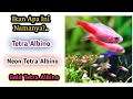 Mengenal Ikan Hias Albino Tetra