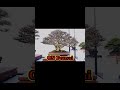 Bonsai Kelas Bintang
