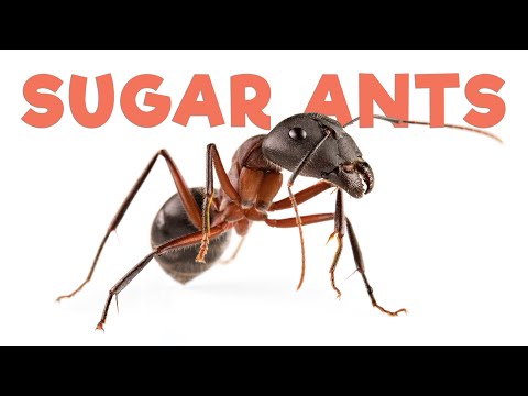 Ant Room Tour | Sugar Ants
