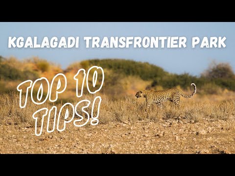 Plan the perfect trip to the Kgalagadi Transfrontier National Park | TOP 10 TIPS!