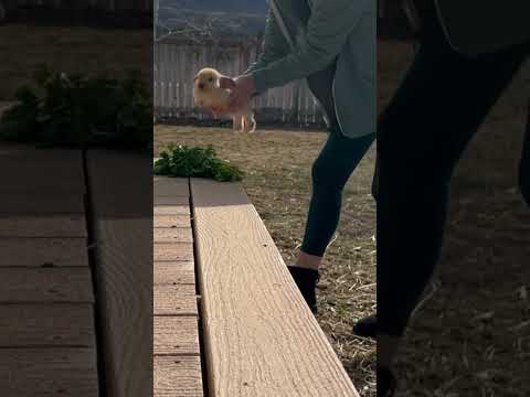 Train your bunny to be picked up in 25 steps with our Pick Up Artist.