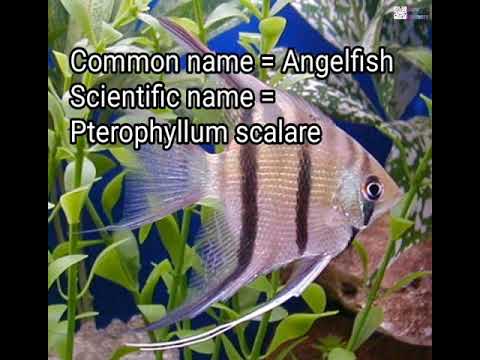 image-What Kingdom is a angelfish in?