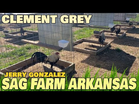 ARKANSAS !! SAG FARMS Jerry Gonzalez | Beautiful Birds Big Farm