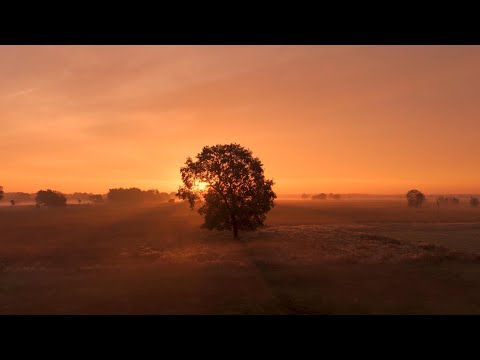 Nicholas Gunn - Blossom [OFFICIAL MUSIC VIDEO]