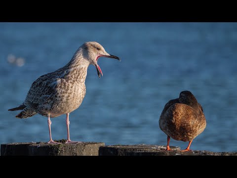Rowy koło Ustki  - Wakacje nad morzem