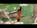 The clever Red Panda stands up and eats the apple