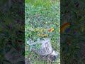 Organic Feed 4 Chilli Rainbow