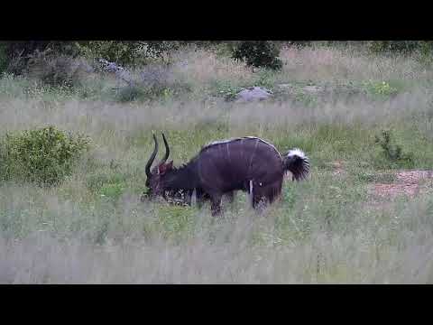 Djuma: Nyala bull - 17:40 - 03/01/20