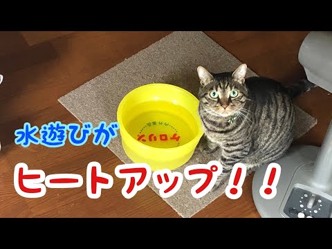 水遊びをする猫の行動が次第に激しくなるW（唐草猫ムタさん）