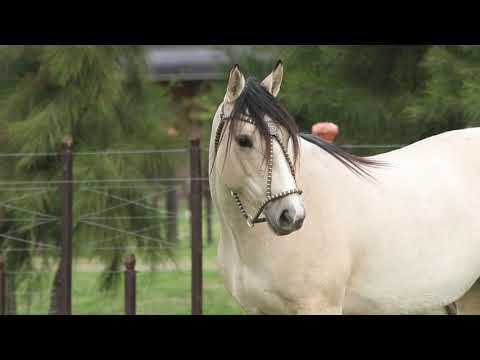 Lote 12 OREADA DA CABANHA SANTA FÉ