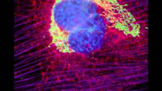 H. B. M. S. -=-  Waterworld [1999]