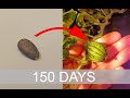 Time lapse of growing watermelon from seed in 150 days.