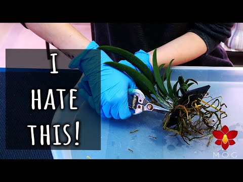 Watch me struggle to unmount and Orchid from the WORST mount EVER! (the drain mount)