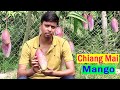 Chiang Mai Thailand Mango Plant || Chiang Mai Mango Farming in India || चियांग माई आम की ख