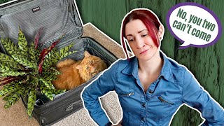 Keep Houseplants Alive While You're Out of Town with These Top Tips and Tricks