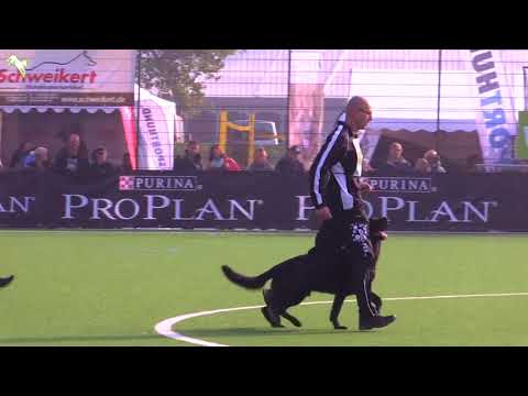 Titus z Kraje Karla IV - SV Bundessiegerprüfung 2017 - B