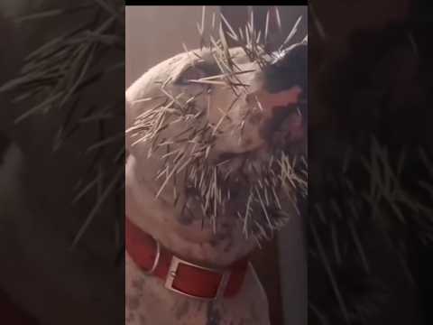 لماذا تخاف معظم الحيوانات هذا المخلوق الصغير