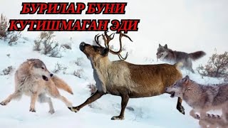 Шимол Кийиги/ Бурилар Буни Кутишмаган эди #шимол_кийиги #hammaga_qiziq #obuna_buling
