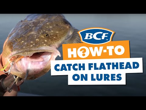 How to Catch Flathead on Lures