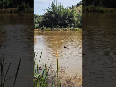 Filhotes de paturi no rancho. #minasgerais #avesbrasil #roça #raiz #riocasca