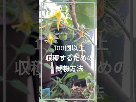 1つの植物にたくさんのトマトを植える方法のヒント