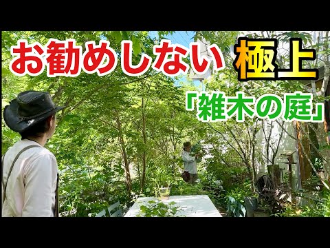 バルコニー用植物 白い花 ニシキイモ ペチュニア ツルニチニチソウ アルバ