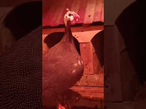 Крик самца цесарки