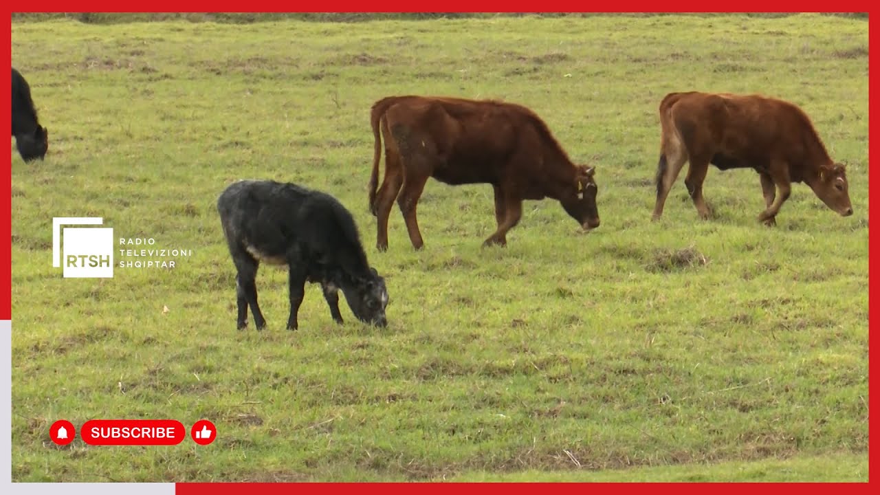Gjurmimi i tuberkulozit tek bagëtitë, Gjirokastër, nuk ka asnjë rast të konstatuar me këtë sëmundje