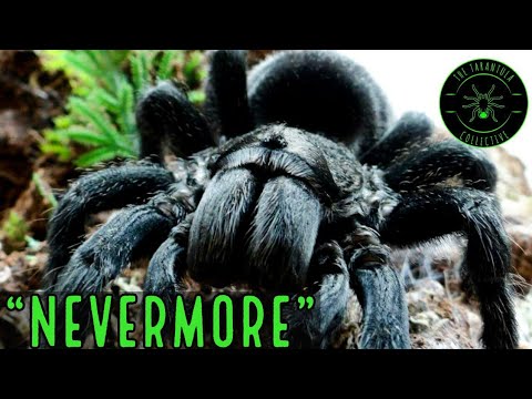 Sklípkavec čierny brazílsky (Grammostola pulchra) — starostlivosť, terárium a kŕmenie (The Tarantula Collective)