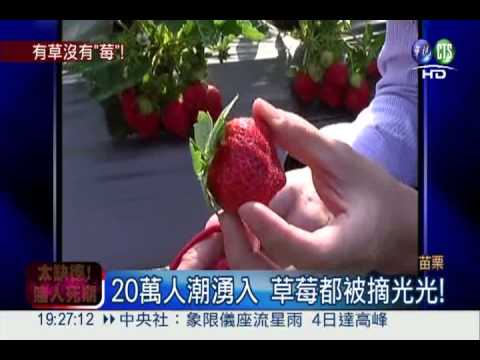 元旦假期湧人潮 大湖草莓採光光!