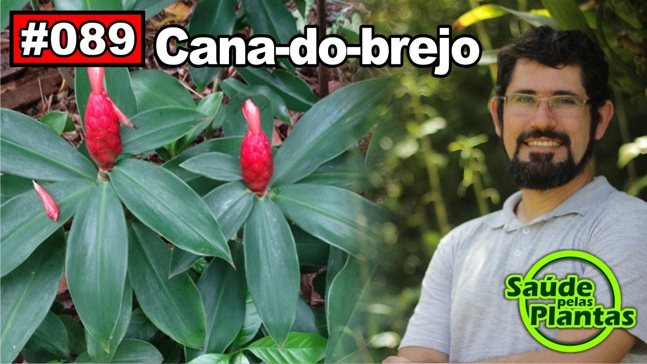 Saúde Pelas Plantas - Cana do Brejo [diabetes, cistite, obesidade, hipertensão]