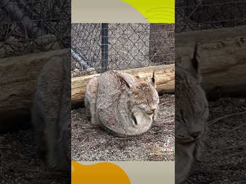 Emergency Preparedness: Protecting Wildlife