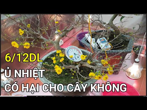 🔴 QBS22328 - Ủ NHIỆT MAI VÀNG BAO NHIÊU NGÀY THÌ RA LÒ | KHI NÀO TÚT LÁ Ủ NHIỆT CHO CÂY MAI VÀNG