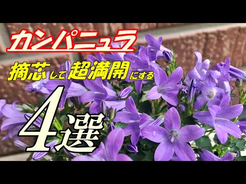 ファセリア・カンパニュラリア