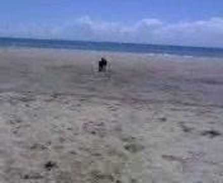 mille the super dog 2