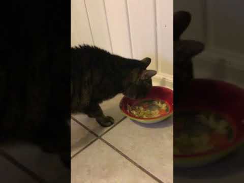 My cat eats my leftover it’s hilarious 😂