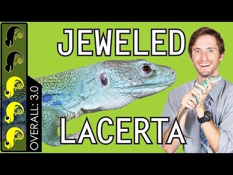 image-Are jeweled Lacertas good pets?