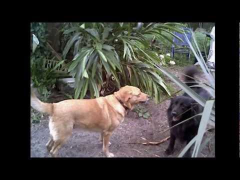 LoLo- Forever in my heart