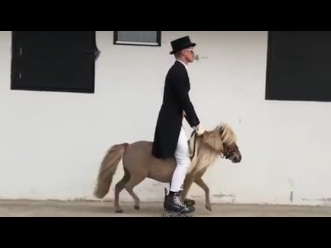 רכיבת מקצועית על סוס פוני - לא מה שחשבתם